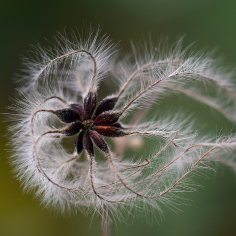 Organic Star Anise Seeds, additional product view 2