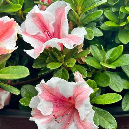 Autumn Starburst Encore azalea