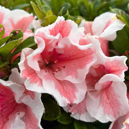 Load image into Gallery viewer, Autumn Chiffon™ Encore Azalea
