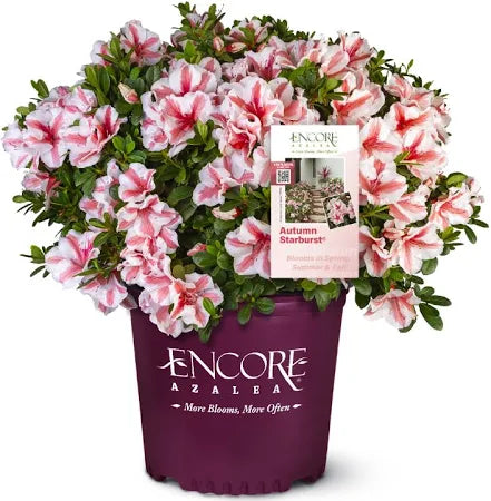 Autumn Starburst® Encore® Azalea, additional product view 2