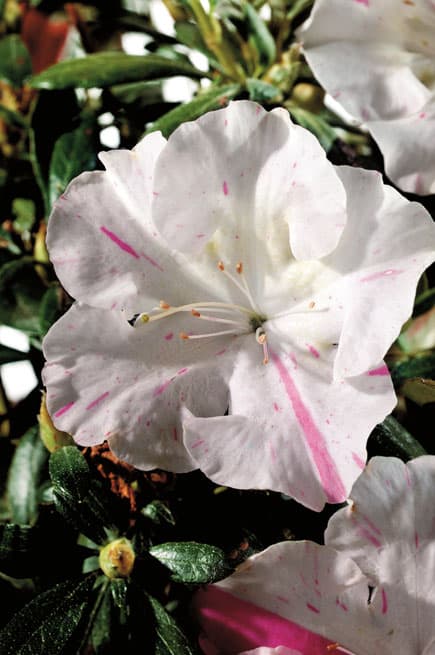 Encore Azalea series