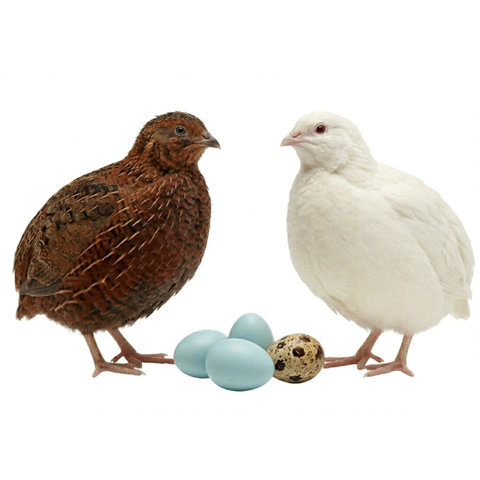 Carton of 6 Red Range and White Coturnix quail hatching eggs.