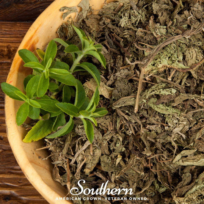 Load image into Gallery viewer, Stevia – 50 Seeds
