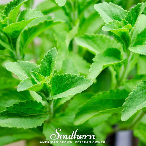 Stevia – 50 Seeds, additional product view 2