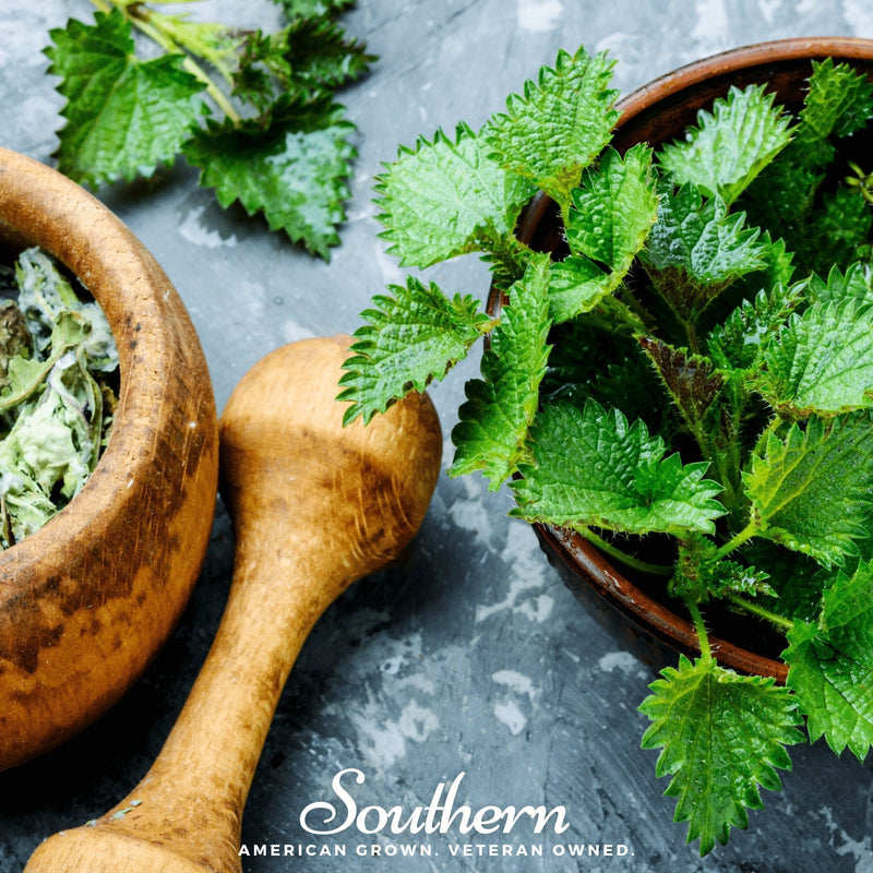 Load image into Gallery viewer, Stinging Nettle – 100 Seeds
