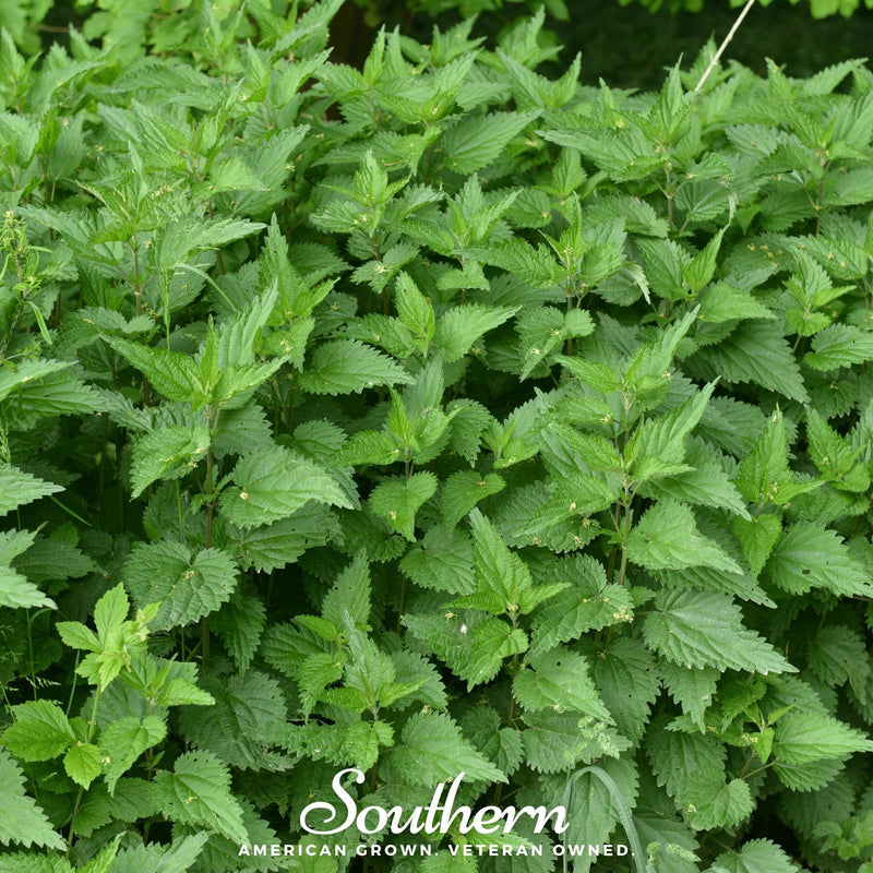 Load image into Gallery viewer, Stinging Nettle – 100 Seeds
