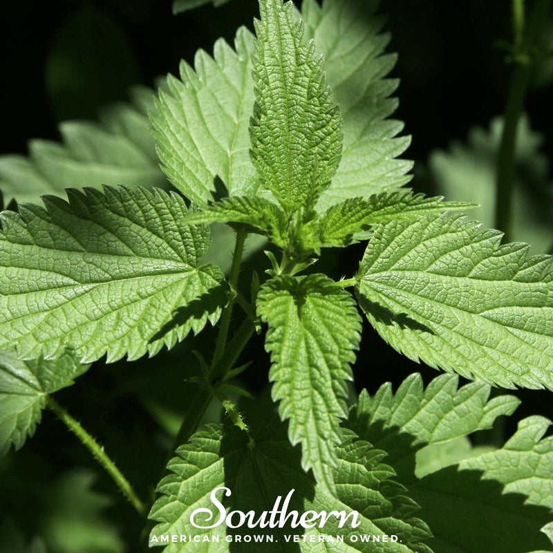 Load image into Gallery viewer, Stinging Nettle – 100 Seeds
