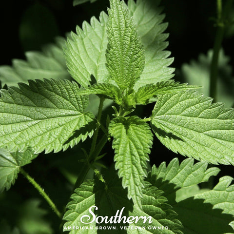 Stinging Nettle seeds package, 100 count, GrowTime Garden Supply