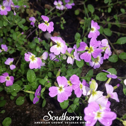 Virginia Stock 500 Seeds