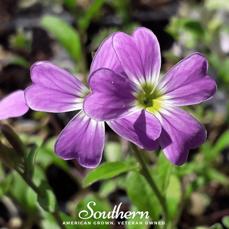 Load image into Gallery viewer, Virginia Stock – 500 Seeds
