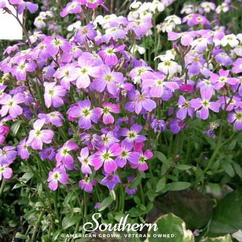 Virginia Stock – 500 Seeds, additional product view 2