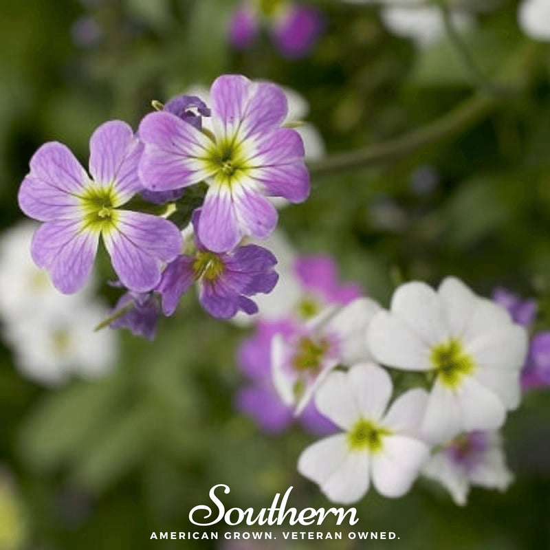 Load image into Gallery viewer, Virginia Stock – 500 Seeds

