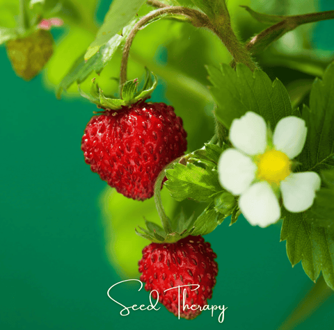 Wild Red Strawberry 200 Seeds