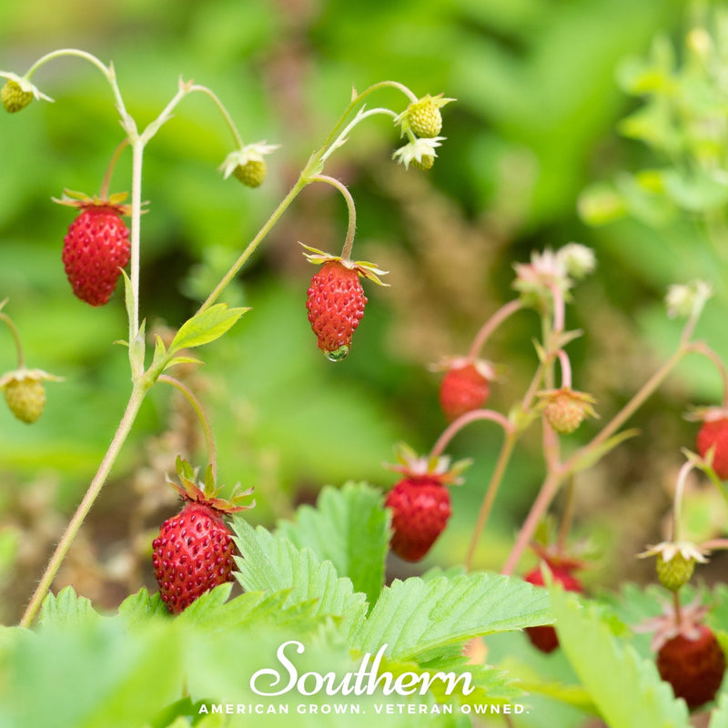 Load image into Gallery viewer, Wild Red Strawberry – 200 Seeds
