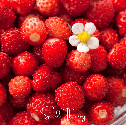 Wild Red Strawberry – 200 Seeds, additional product view 2