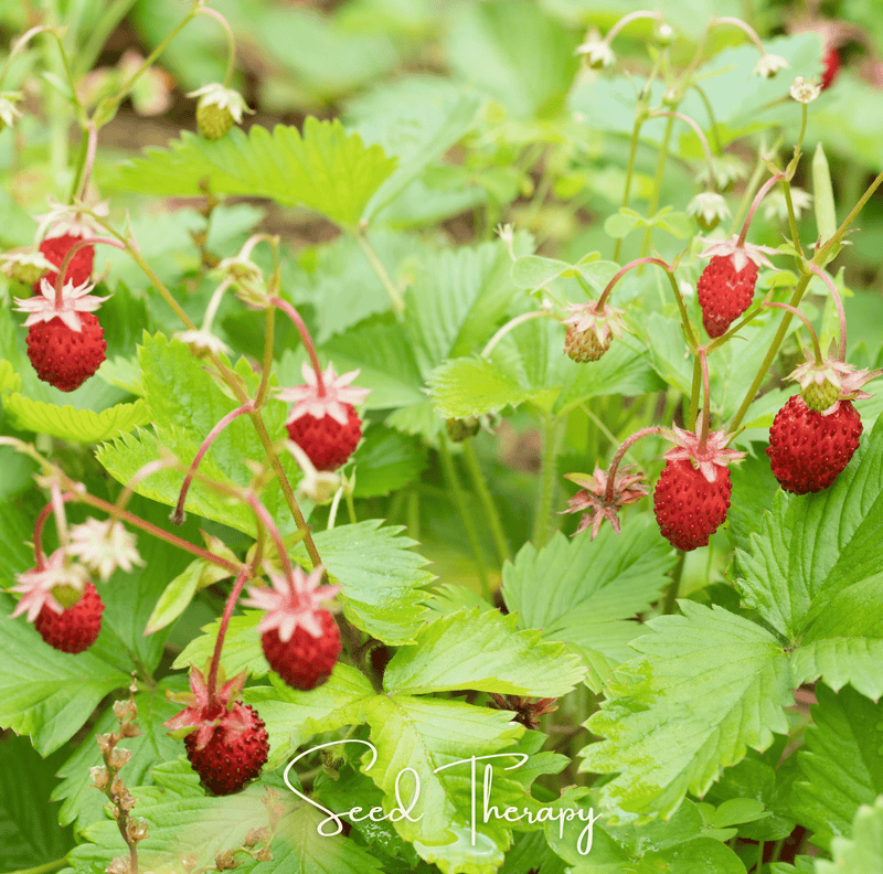 Load image into Gallery viewer, Wild Red Strawberry – 200 Seeds
