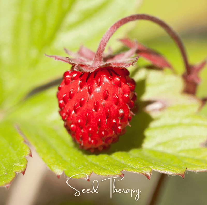 Load image into Gallery viewer, Wild Red Strawberry – 200 Seeds
