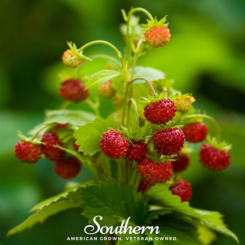 Load image into Gallery viewer, Wild Red Strawberry – 200 Seeds
