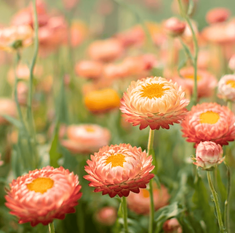 Load image into Gallery viewer, Apricot Peach Strawflower – 25 Seeds
