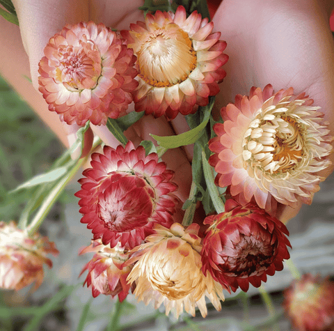 Apricot Peach Strawflower 25 Seeds