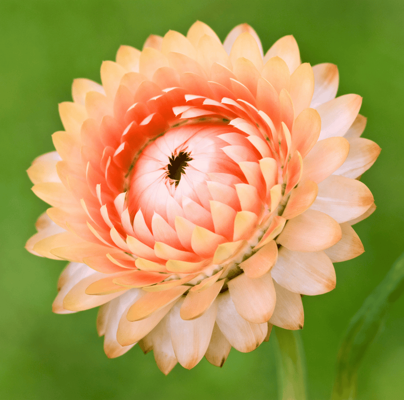 Load image into Gallery viewer, Apricot Peach Strawflower – 25 Seeds
