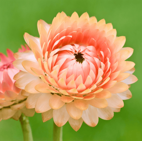 Apricot Peach Strawflower – 25 Seeds, additional product view 2