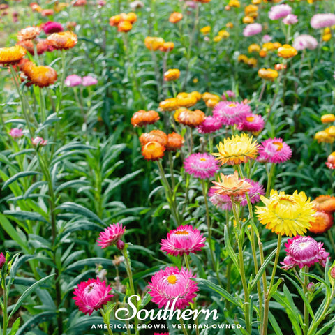Strawflower Mix – 200 Seeds, additional product view 2