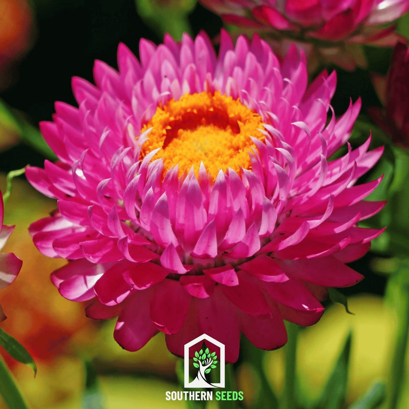 Load image into Gallery viewer, Purple-Red Strawflower – 100 Seeds
