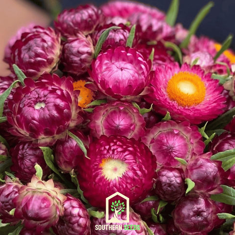 Purple-Red Strawflower – 100 Seeds, additional product view 2