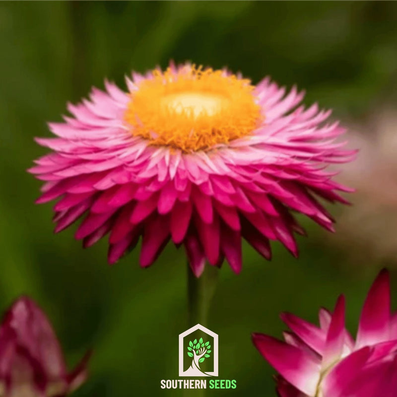 Load image into Gallery viewer, Purple-Red Strawflower – 100 Seeds
