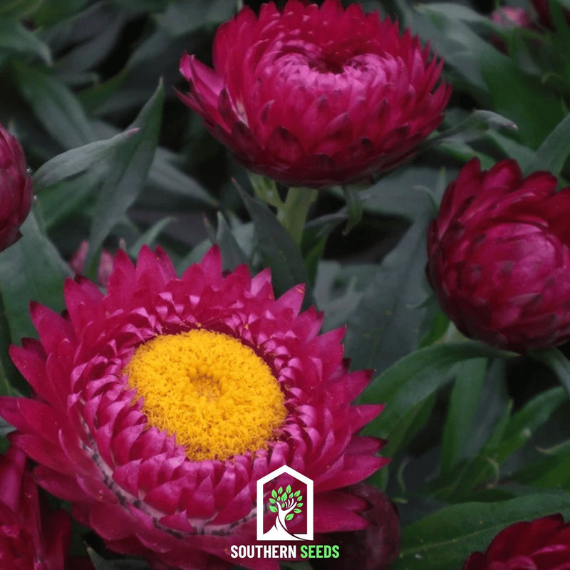 Load image into Gallery viewer, Purple-Red Strawflower – 100 Seeds
