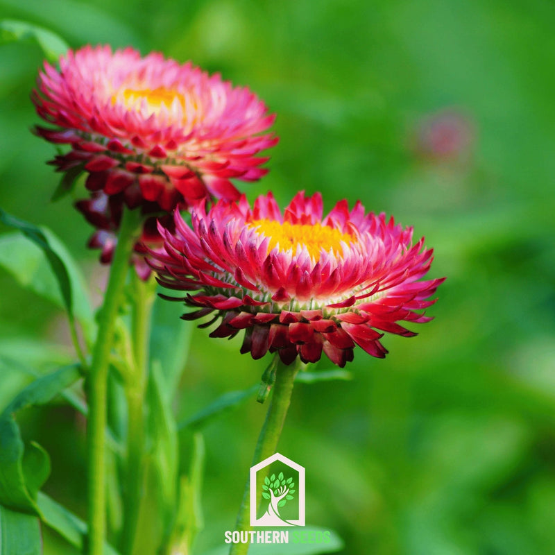 Load image into Gallery viewer, Purple-Red Strawflower – 100 Seeds
