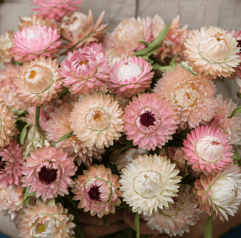 Silver Rose Strawflower 25 Seeds