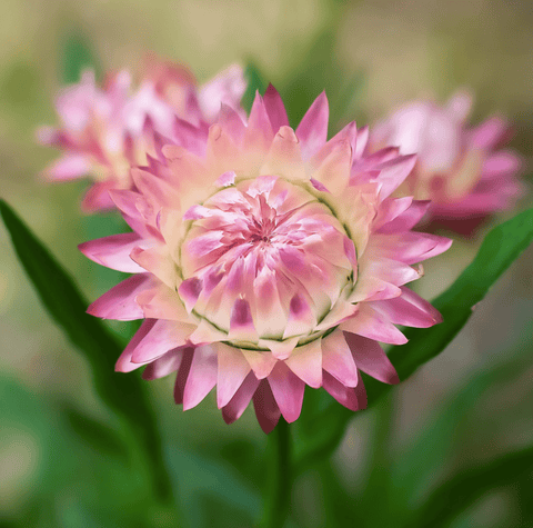 Silver Rose Strawflower – 25 Seeds, additional product view 2
