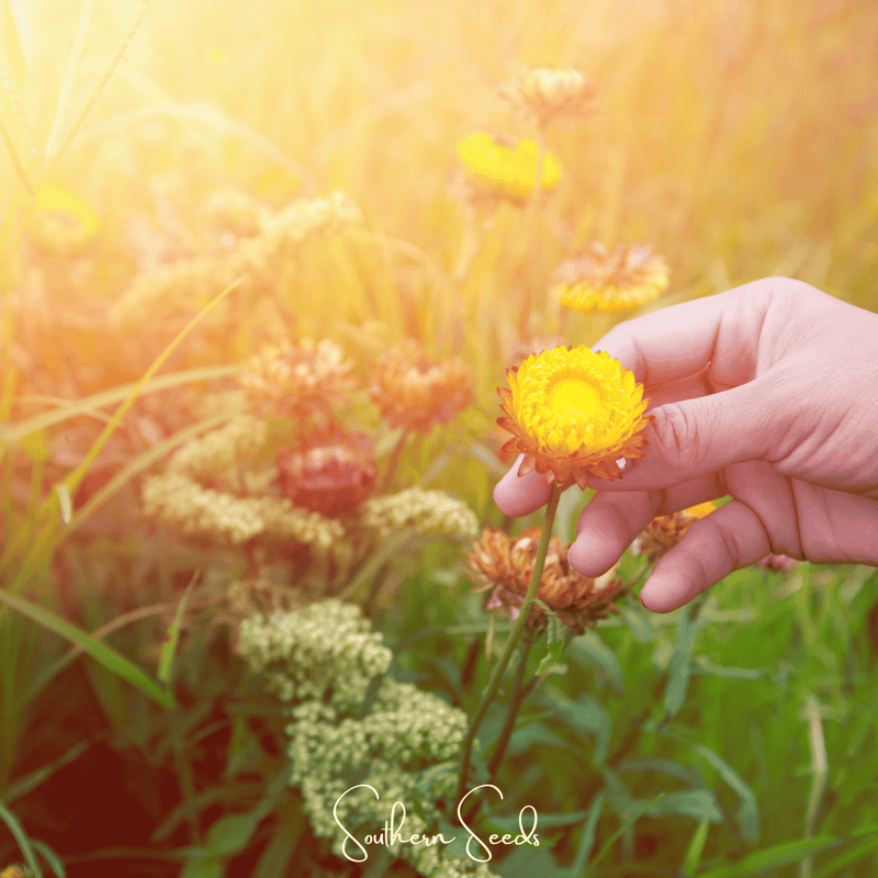 Load image into Gallery viewer, Yellow Strawflower – 100 Seeds
