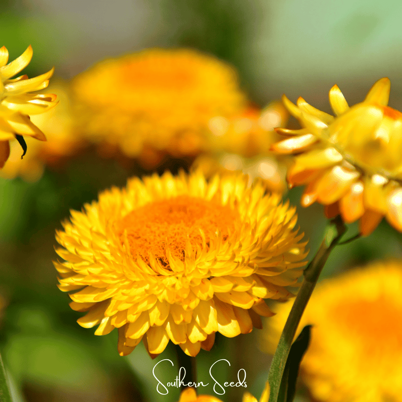 Load image into Gallery viewer, Yellow Strawflower – 100 Seeds
