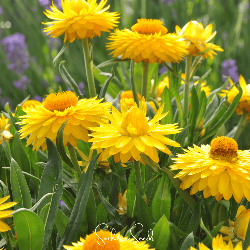 Load image into Gallery viewer, Yellow Strawflower – 100 Seeds
