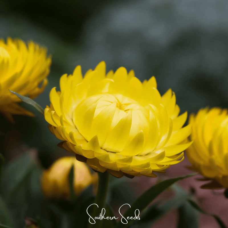 Load image into Gallery viewer, Yellow Strawflower – 100 Seeds
