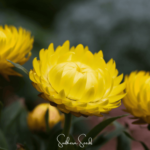 Yellow Strawflower – 100 Seeds, additional product view 2