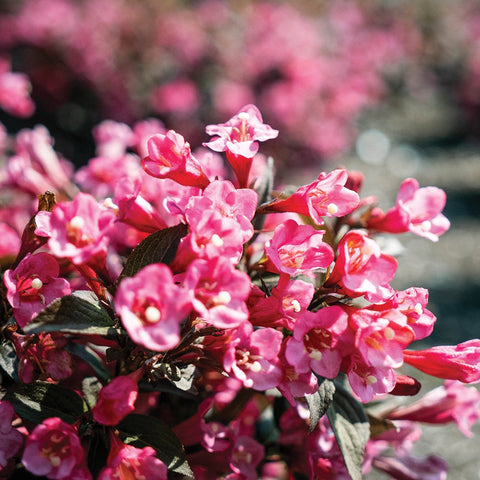 Stunner Weigela