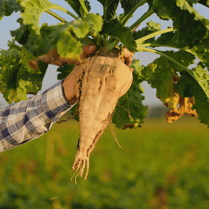 Load image into Gallery viewer, Sugar Beet – 50 Seeds
