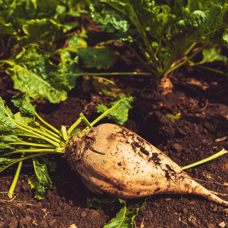 Load image into Gallery viewer, Sugar Beet – 50 Seeds
