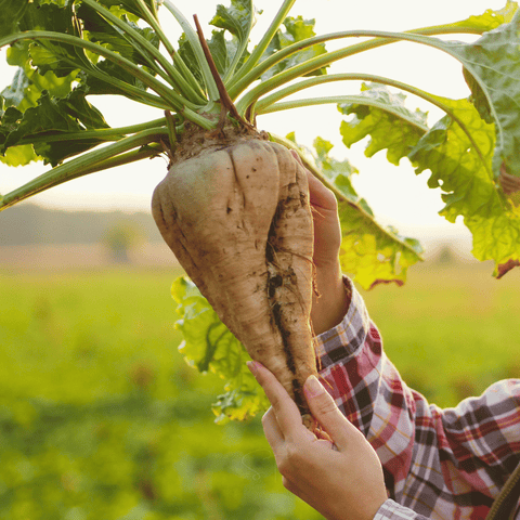 Sugar Beet – 50 Seeds, additional product view 2