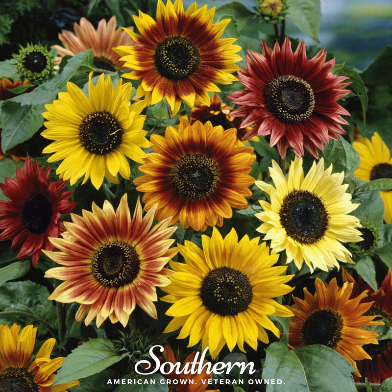 Load image into Gallery viewer, Autumn Beauty Sunflower – 25 Seeds
