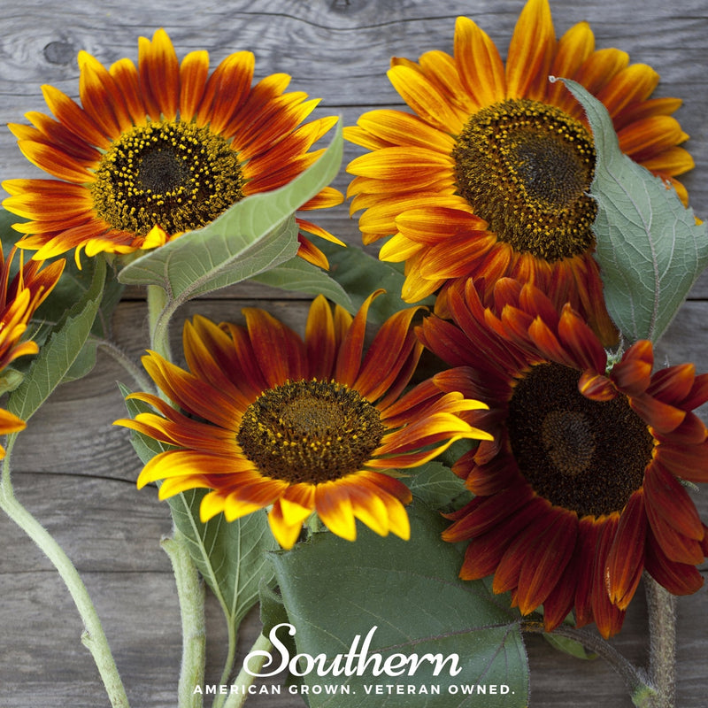 Load image into Gallery viewer, Autumn Beauty Sunflower – 25 Seeds

