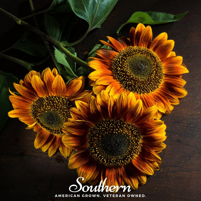 Load image into Gallery viewer, Autumn Beauty Sunflower – 25 Seeds
