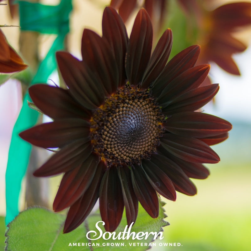 Load image into Gallery viewer, Chocolate Sunflower – 25 Seeds
