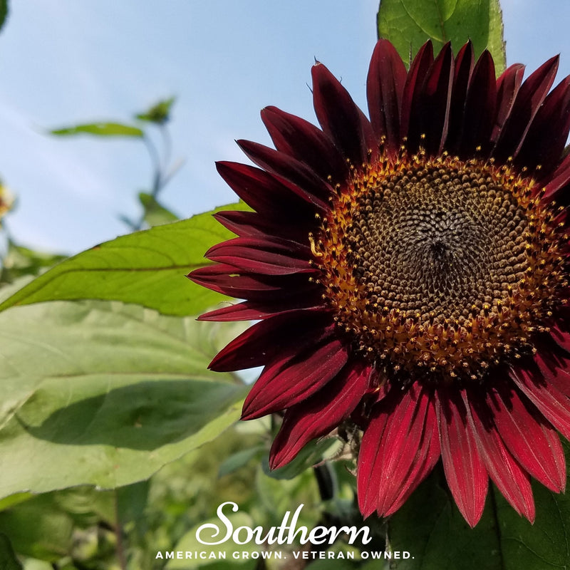 Load image into Gallery viewer, Chocolate Sunflower – 25 Seeds
