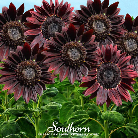 Chocolate Sunflower – 25 Seeds, additional product view 2