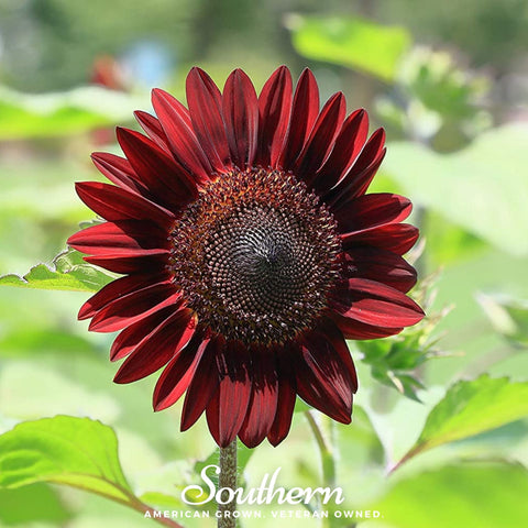 Chocolate Sunflower 25 Seeds